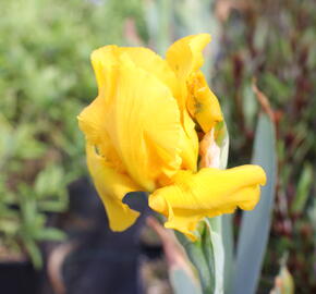 Kosatec německý 'Acapulco Gold' - Iris barbata-elatior 'Acapulco Gold'