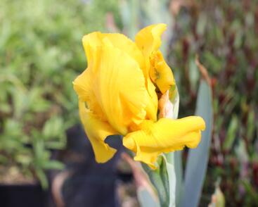 Kosatec německý 'Acapulco Gold'