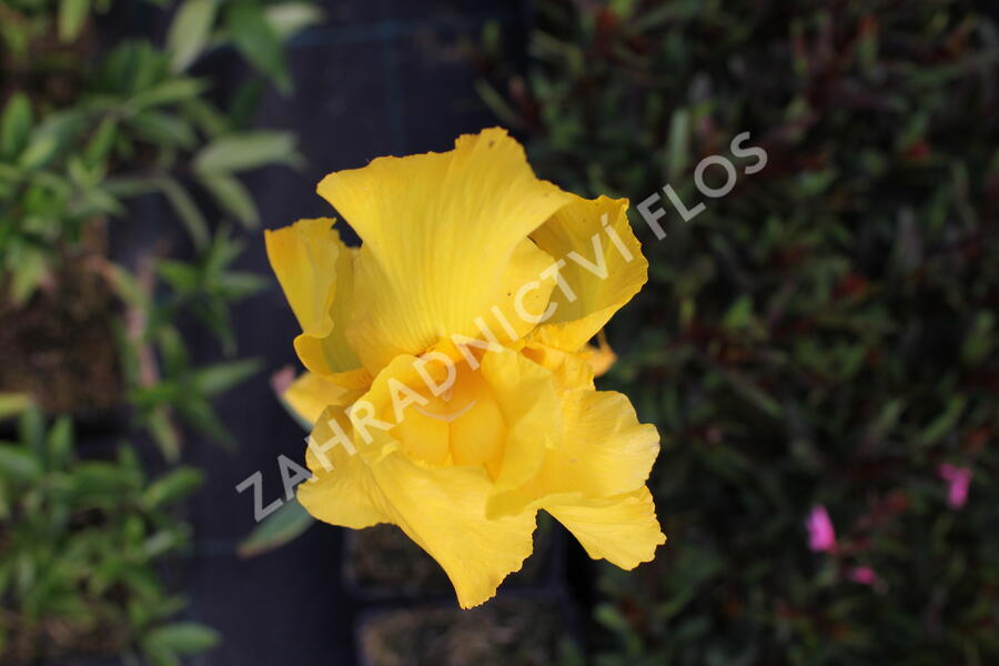 Kosatec německý 'Acapulco Gold' - Iris barbata-elatior 'Acapulco Gold'