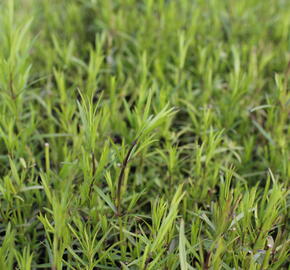 Americká horská máta - Pycnanthemum flexuosum