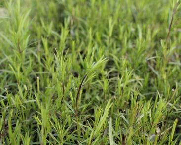 Americká horská máta