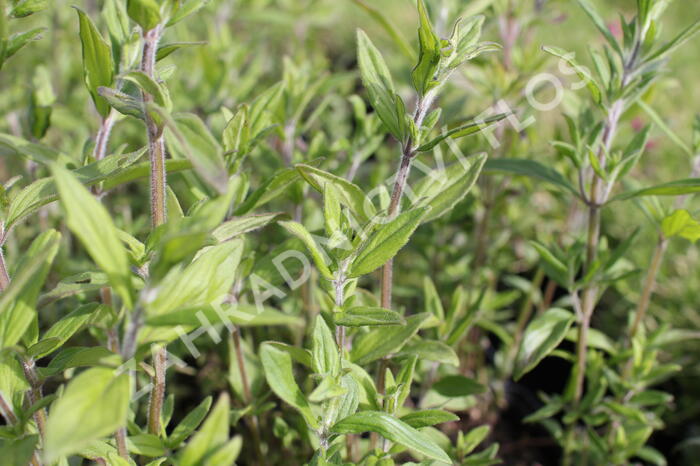 Americká horská máta - Pycnanthemum pilosum