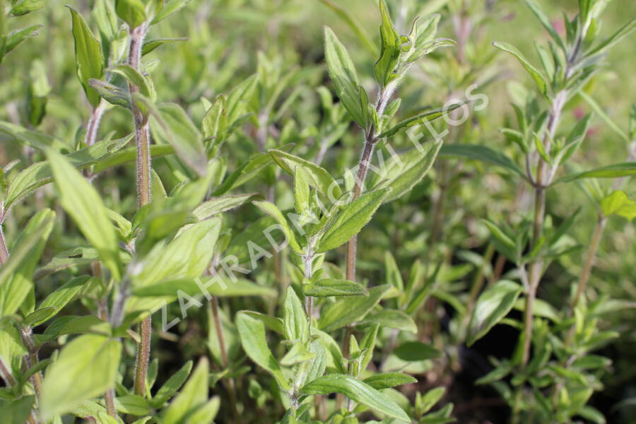 Americká horská máta - Pycnanthemum pilosum