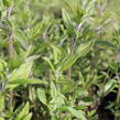 Americká horská máta - Pycnanthemum pilosum