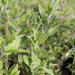 Americká horská máta - Pycnanthemum pilosum