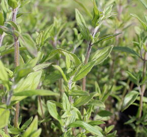 Americká horská máta - Pycnanthemum pilosum