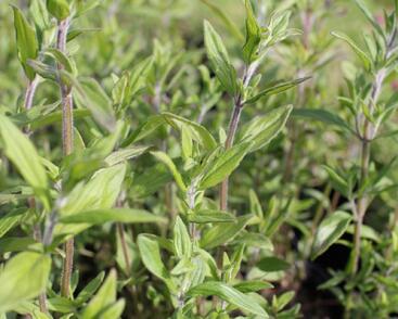 Americká horská máta