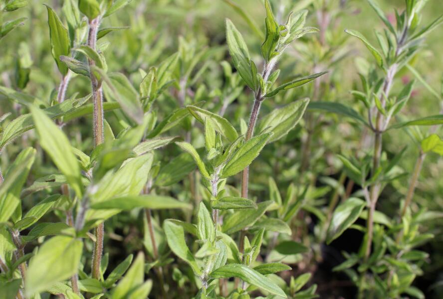 Americká horská máta - Pycnanthemum pilosum