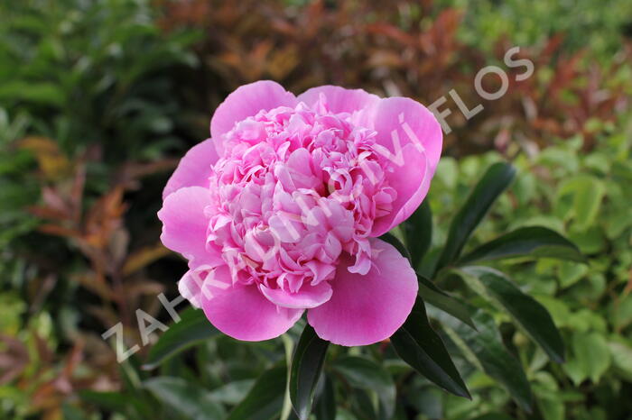 Pivoňka bělokvětá 'Monsieur Jules Elie' - Paeonia lactiflora 'Monsieur Jules Elie'