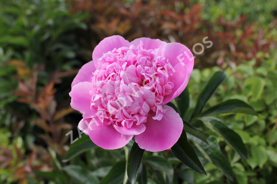 Pivoňka bělokvětá 'Monsieur Jules Elie' - Paeonia lactiflora 'Monsieur Jules Elie'