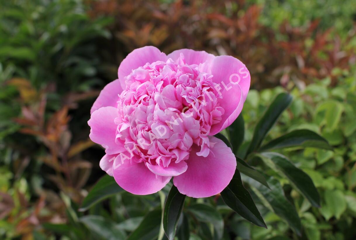 Pivoňka bělokvětá 'Monsieur Jules Elie' - Paeonia lactiflora 'Monsieur Jules Elie'