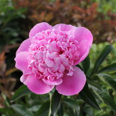 Pivoňka bělokvětá 'Monsieur Jules Elie' - Paeonia lactiflora 'Monsieur Jules Elie'