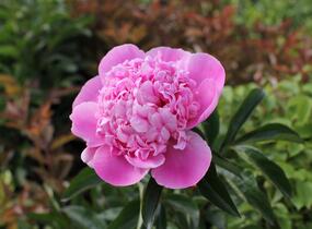 Pivoňka bělokvětá 'Monsieur Jules Elie' - Paeonia lactiflora 'Monsieur Jules Elie'