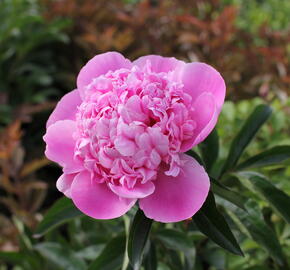 Pivoňka bělokvětá 'Monsieur Jules Elie' - Paeonia lactiflora 'Monsieur Jules Elie'