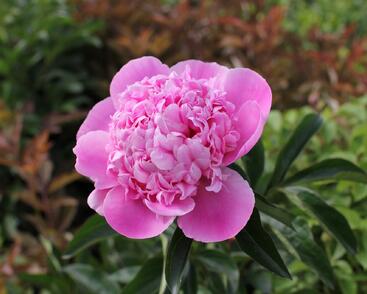 Pivoňka bělokvětá 'Monsieur Jules Elie'