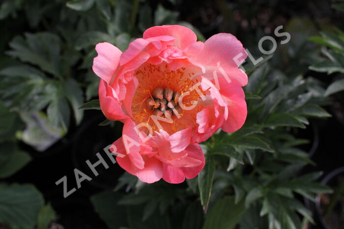 Pivoňka bělokvětá 'Coral Sunset' - Paeonia lactiflora 'Coral Sunset'