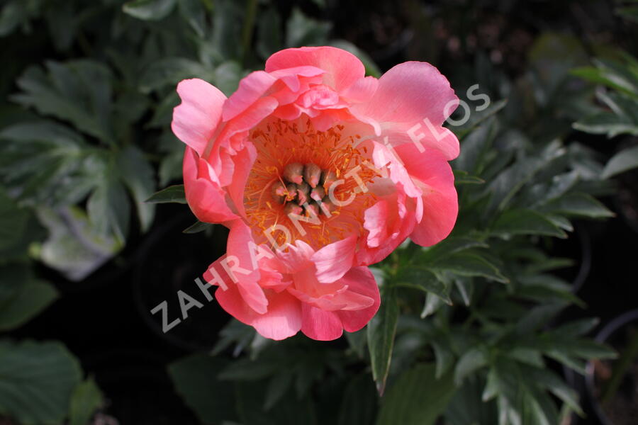 Pivoňka bělokvětá 'Coral Sunset' - Paeonia lactiflora 'Coral Sunset'