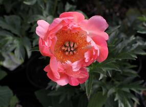 Pivoňka bělokvětá 'Coral Sunset' - Paeonia lactiflora 'Coral Sunset'