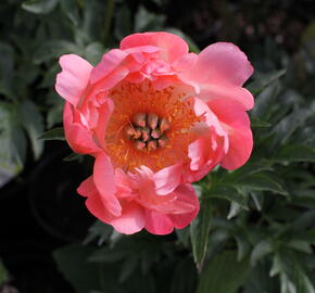 Pivoňka bělokvětá 'Coral Sunset' - Paeonia lactiflora 'Coral Sunset'