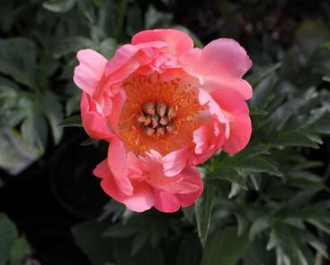 Pivoňka bělokvětá 'Coral Sunset'