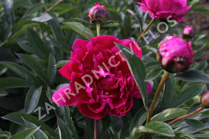 Pivoňka bělokvětá 'Victoire de la Marne' - Paeonia lactiflora 'Victoire de la Marne'