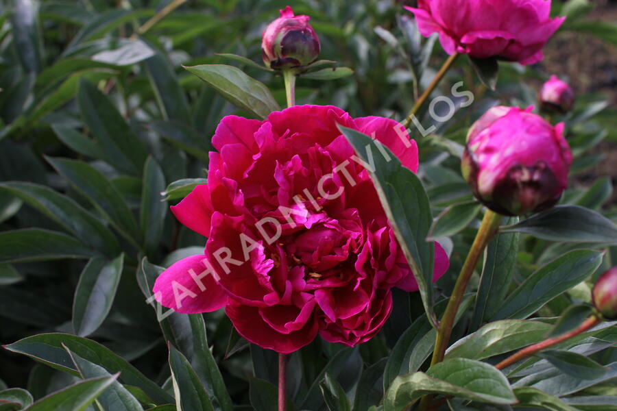 Pivoňka bělokvětá 'Victoire de la Marne' - Paeonia lactiflora 'Victoire de la Marne'