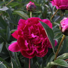 Pivoňka bělokvětá 'Victoire de la Marne' - Paeonia lactiflora 'Victoire de la Marne'