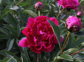 Pivoňka bělokvětá 'Victoire de la Marne' - Paeonia lactiflora 'Victoire de la Marne'