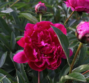 Pivoňka bělokvětá 'Victoire de la Marne' - Paeonia lactiflora 'Victoire de la Marne'