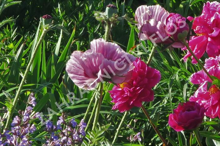 Mák východní 'Patty's Plum' - Papaver orientale 'Patty's Plum'