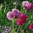 Mák východní 'Patty's Plum' - Papaver orientale 'Patty's Plum'