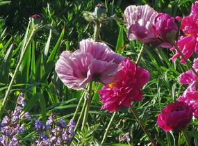 Mák východní 'Patty's Plum' - Papaver orientale 'Patty's Plum'