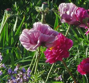 Mák východní 'Patty's Plum' - Papaver orientale 'Patty's Plum'
