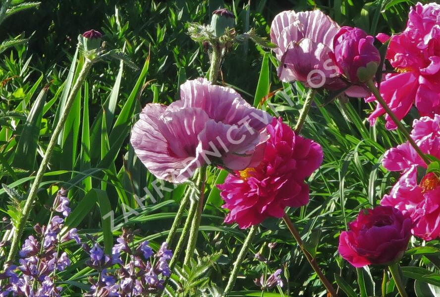 Mák východní 'Patty's Plum' - Papaver orientale 'Patty's Plum'
