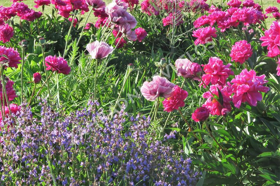 Mák východní 'Patty's Plum' - Papaver orientale 'Patty's Plum'