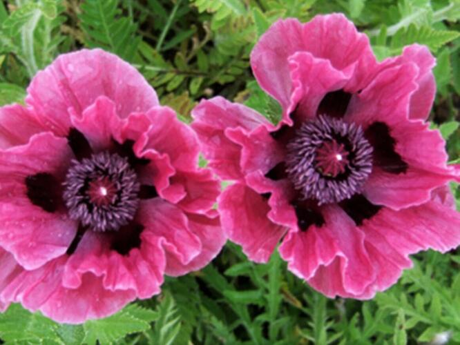 Mák východní 'Central Park' - Papaver orientale 'Central Park'