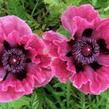 Mák východní 'Central Park' - Papaver orientale 'Central Park'