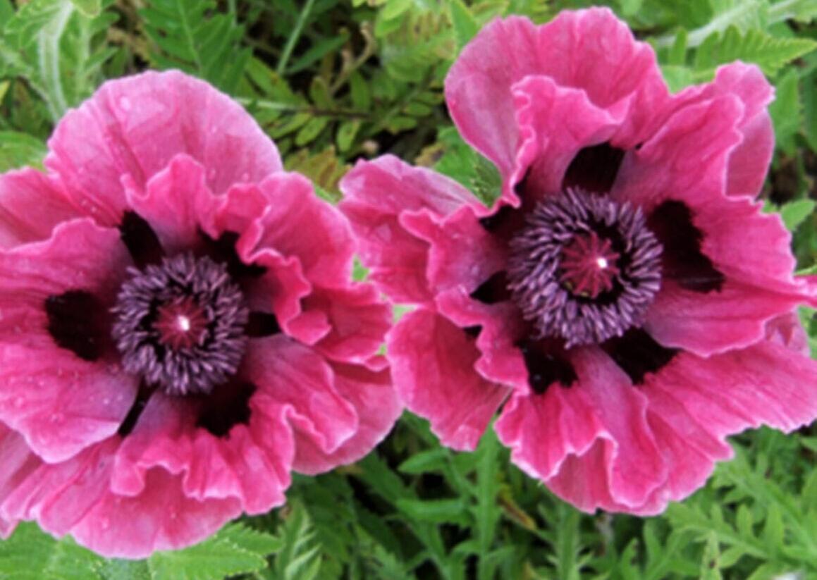 Mák východní 'Central Park' - Papaver orientale 'Central Park'