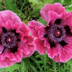 Mák východní 'Central Park' - Papaver orientale 'Central Park'