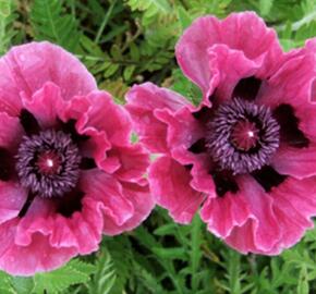Mák východní 'Central Park' - Papaver orientale 'Central Park'