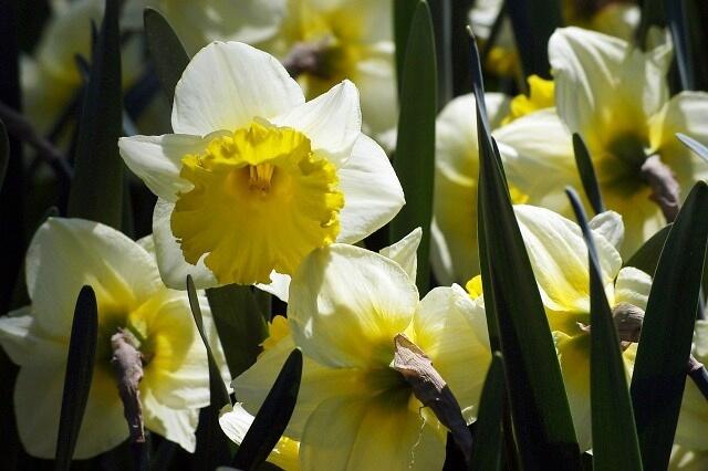 Narcis velkokorunný 'Ice Follies' - Narcissus Large Cupped 'Ice Follies'