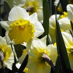 Narcis velkokorunný 'Ice Follies' - Narcissus Large Cupped 'Ice Follies'