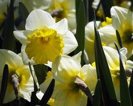 Narcis velkokorunný 'Ice Follies'