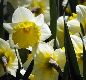 Narcis velkokorunný 'Ice Follies' - Narcissus Large Cupped 'Ice Follies'