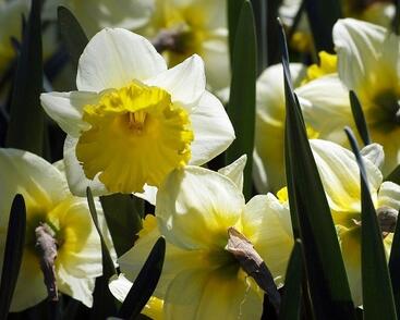 Narcis velkokorunný 'Ice Follies'