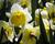 Narcis velkokorunný 'Ice Follies'
