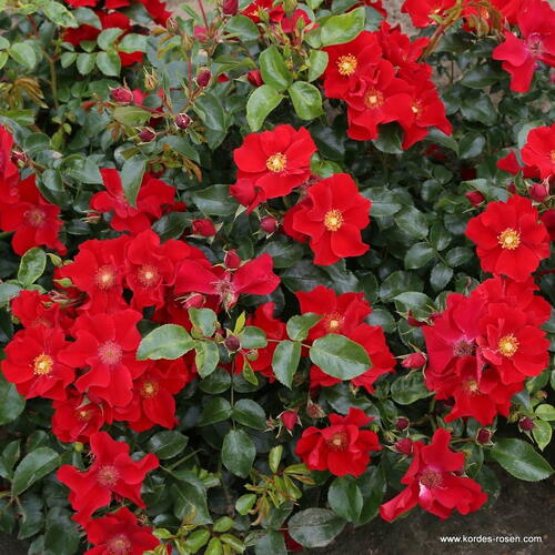 Růže mnohokvětá Kordes 'Alexander von Humboldt' - Rosa MK 'Alexander von Humboldt'