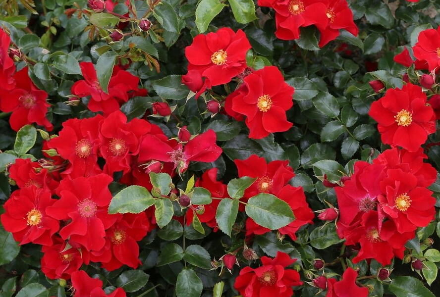 Růže mnohokvětá Kordes 'Alexander von Humboldt' - Rosa MK 'Alexander von Humboldt'