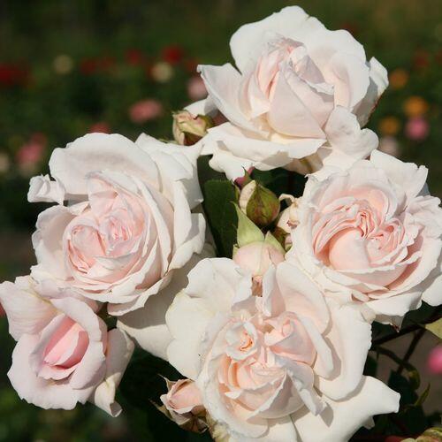 Růže mnohokvětá Kordes 'Constanze Mozart' - Rosa MK 'Constanze Mozart'