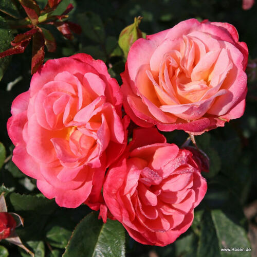 Růže mnohokvětá Kordes 'Enjoy' - Rosa MK 'Enjoy'